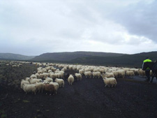 Iceland-Iceland Shorts-Sheep Round-Up on Horseback